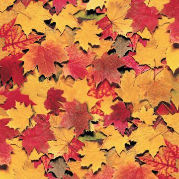 Fall Leaves 12x12, 15 sheets