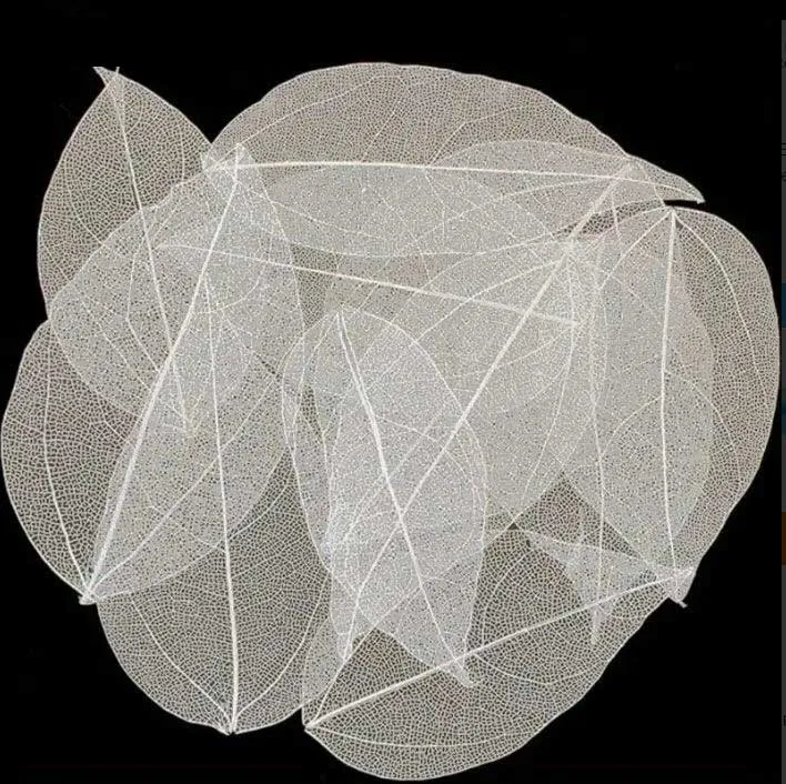 White Skeleton Leaves, 10 pieces