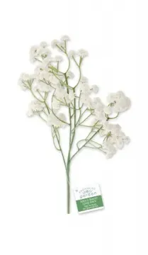 Baby's Breath Flowers