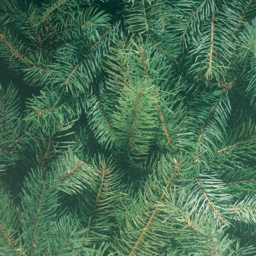Pine Boughs 12x12 Paper, 15 Sheets