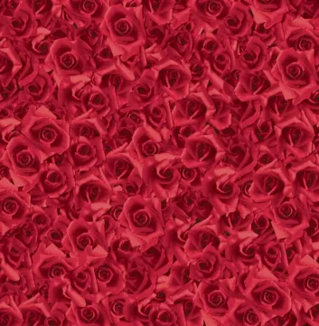 Sheet Red Roses