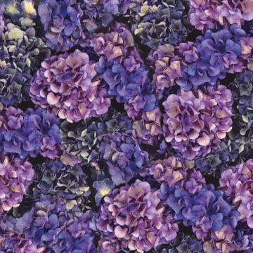 Purple Hydrangeas 12"x12", 15 Sheets