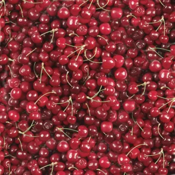 Yummy Cherries 12x12, 15 Sheets