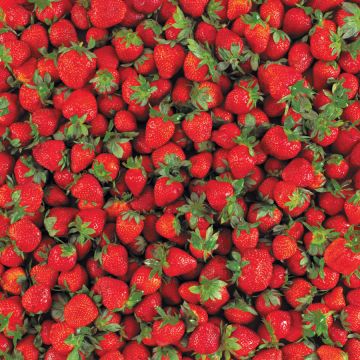 Yummy Strawberries 12x12, 15 Sheets