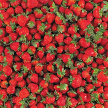 Yummy Strawberries 12x12, 15 Sheets