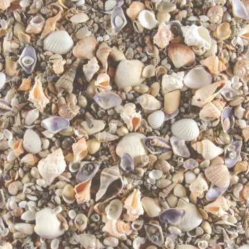 Sea Shells 12x12, 15 Sheets