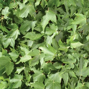 Green Maple Leaves 12x12, 15 Sheets