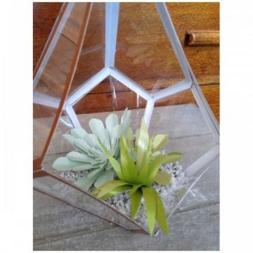 Special Succulents Die Set Ultimate Flora Simply Made Crafts